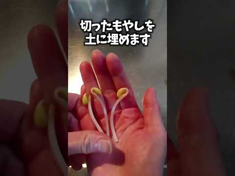 カップにミントを植える