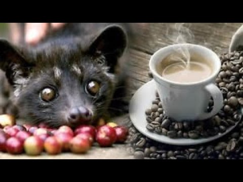 The Most Expensive Coffee in the World ! How is it Made ? (Civet Coffee)