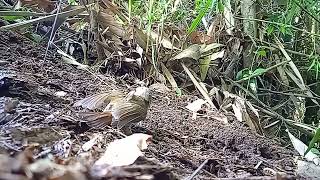 Download lagu mikat srdc dijamin anti zonk@ mp3