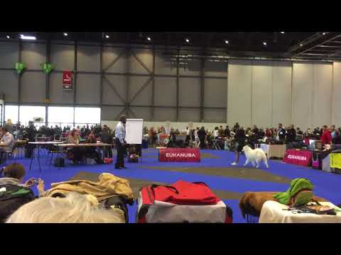 Neypir Bravo Magnificent *Qannik* an der IHA Genf 2017