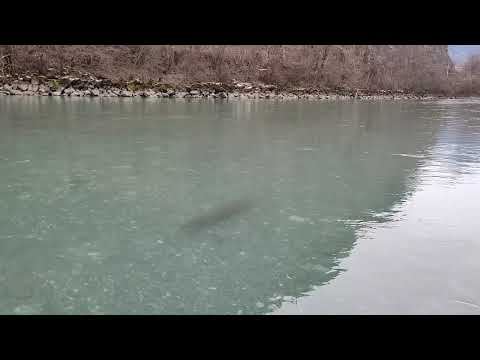 Huchen - König der Fische