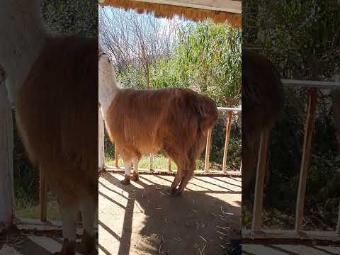 Llamas en Todos Santos Cuchumatanes Huehuetenango Guatemala