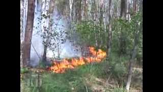 preview picture of video 'Forest fire in the Lipetsk region'