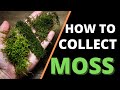 How To Collect & Prepare Moss For Terrariums