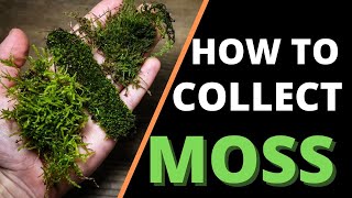 How To Collect &amp; Prepare Moss For Terrariums
