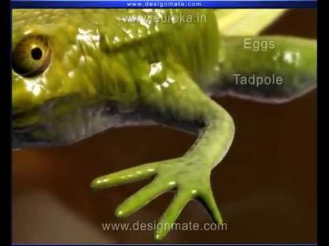 Life cycle of a frog - Biology - Eureka.in