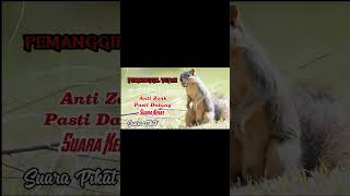 Download lagu Suara pikat tupai/bajing mp3 Download lagu Suara pikat tupai/bajing mp3