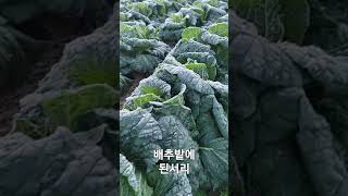 배추밭에 된서리. #shorts