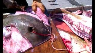 How to clean and fillet a Stingray / Sting Ray Fish