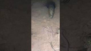 Download lagu niatnya moliat ehh malah ngerii bentuknya #belut #ngerii #vidioshorts #berandayoutube mp3 Download lagu niatnya moliat ehh malah ngerii bentuknya #belut #ngerii #vidioshorts #berandayoutube mp3