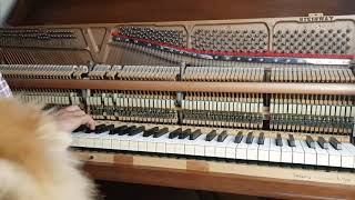 เปียโน Steinway & Sons Model F อัพไรท์ ปี 1970s มือสอง ราคาถูกกว่าของใหม่เป็นล้าน!  #ไทย เปียโน Steinway & Sons Model F อัพไรท์ ปี 1970s มือสอง ราคาถูกกว่าของใหม่เป็นล้าน!  #ไทย