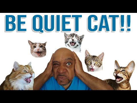 BE QUIET CAT!! | Cool Cats & The D.E.V.