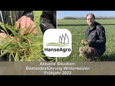 Aktuelle Situation: Bestandesführung Winterweizen Frühjahr 2023 Teil 1