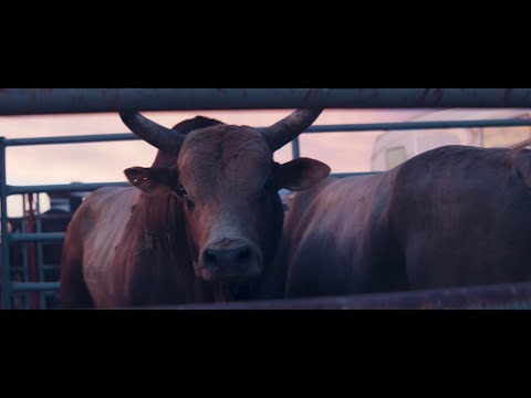 "Tightrope" - Official Video - Tris Munsick & the Innocents