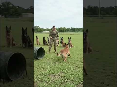 Army trends🔥🔥 #youtubeshorts #viralshorts #dogtraining