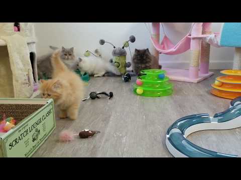 Doll Face Persian Kittens Nursery where the fun never ends!