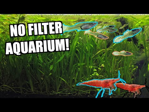 NO Filter, NO C02, NO Ferts 20 Gallon AQUARIUM!  (Tank Tour)