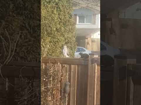 Hawk Vs. Squirrel 2022