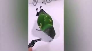 Miniature vidéo