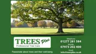 preview picture of video 'Essex Tree Surgeon'