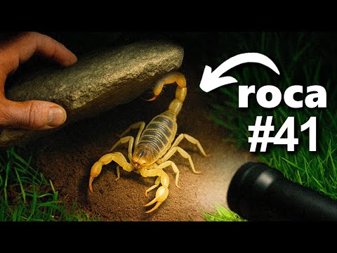 Volteé 100 rocas de Noche, Esto Fue lo Que Encontré