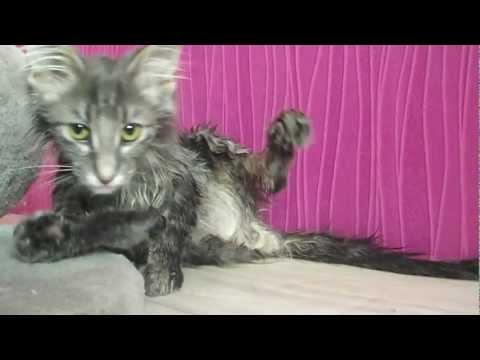 Chanelle le 20.01.2013 - toillette après la sortie du bain