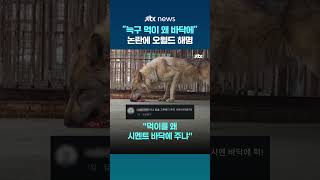 늑구 먹이 왜 밥그릇 아닌 바닥에?…뜬금 논란에 오월드 해명 #JTBC #Shorts