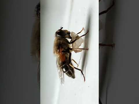 Tier, Biene nahaufnahme