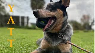 Adopt! Adopt! Adopt For Life!