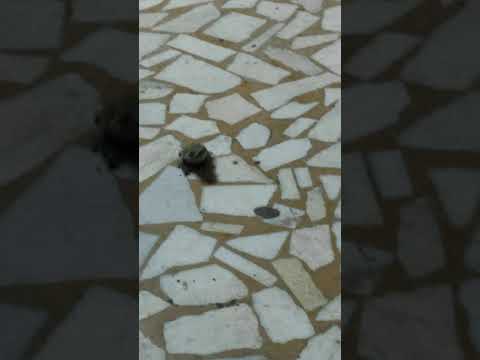 Broasca din gara Adjud - 12.07.2021