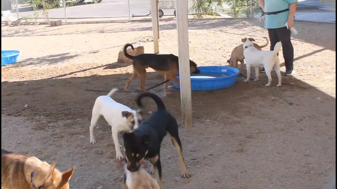 Enlarge Thumper, a Adoptable Mixed Breed in Las Cruces, NM video 6/6