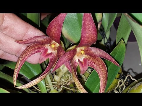 Bulbophyllum lobbii x phalaenopsis (Agathe)