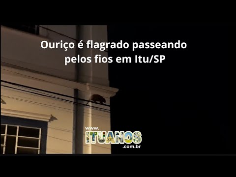 Ouriço é flagrado andando em fios em Itu/SP
