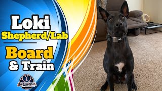 Download Lagu Best Shepherd Mix Trainer in Scranton ||| OLK9 Lehigh Valley ||| 1.5 Year Old Shepherd Mix, Loki Thumbnail