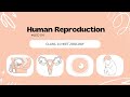 HUMAN REPRODUCTION LEC-04