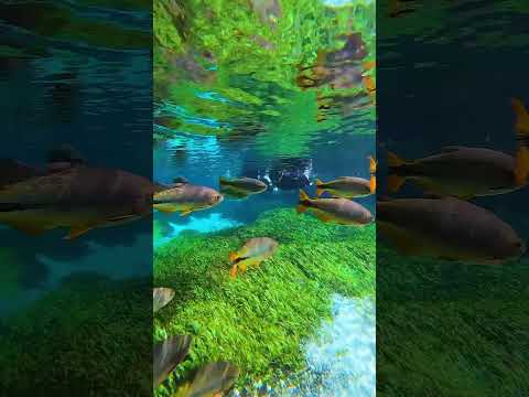 Sucuri River in Bonito, Mato Grosso do Sul, Brazil 💚 #Shorts #Travel #Wanderlust