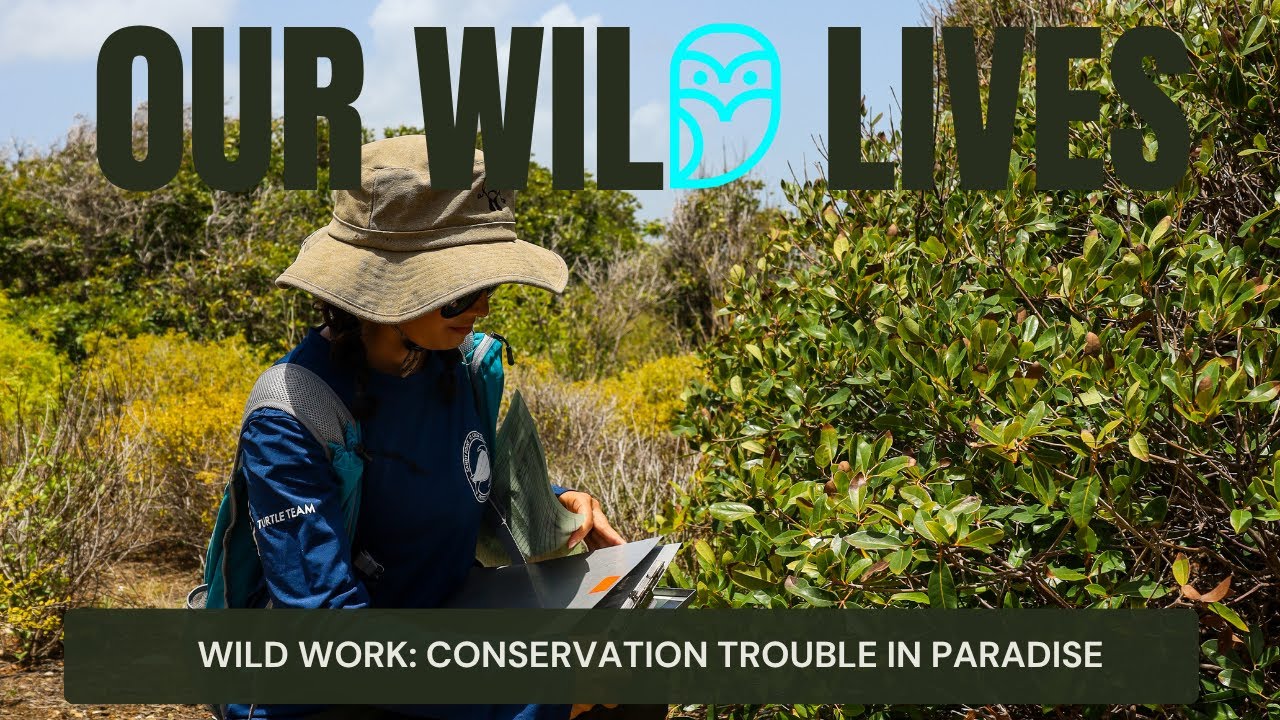 Listen: Conservation trouble in paradise