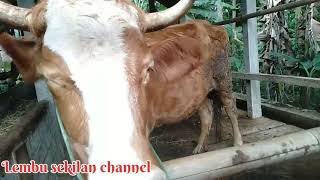 Download lagu CIRI SAPI BUNTING 6 BULAN @lembusekilanchannel mp3