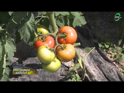 , title : 'Sfaturi practice pentru cultura de tomate în solarii'