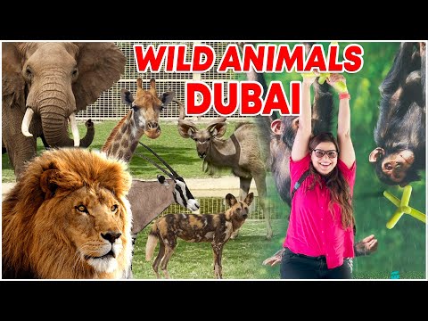 Wild Animals | Dubai Safari | DUBAI Diaries - Part 12 | The World of Madhu Sharma