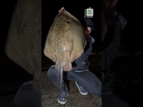 Черноморский исполин, рыбалка в Сочи #рыбалка #сочи #скат