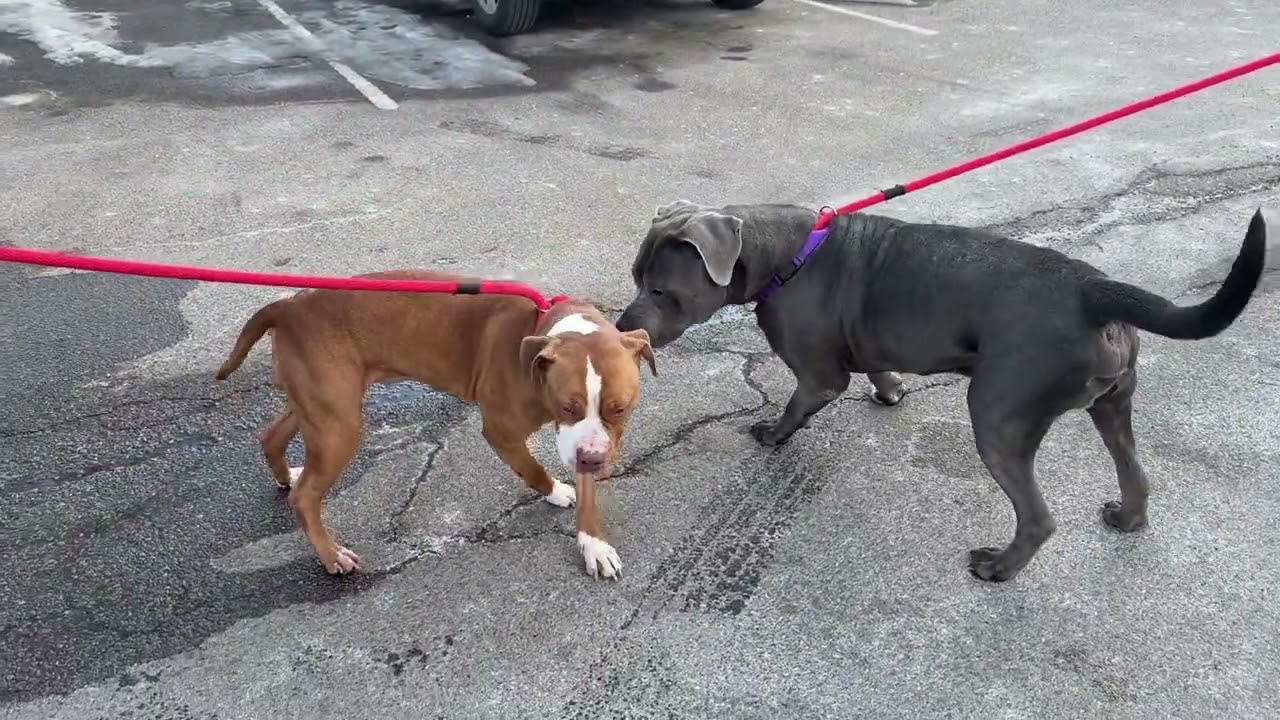 Enlarge Heaven, a Adoptable Pit Bull Terrier in Philadelphia, PA video 6/6