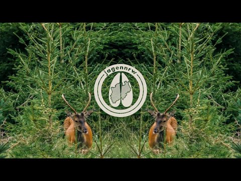 Rotwildjagd im August – Hunt on Demand Free Episode – Auf Kahlwild im Fichtenforst – jagenNRW – HOD