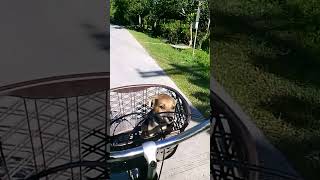 BRET BRET PUPPY NAMIN unang   RIDING BIKE 😃😃😃