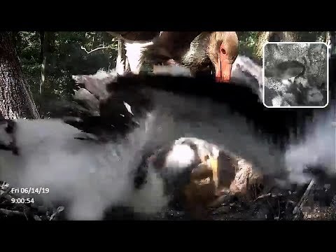 Hungarian BS~Single parent Sara brings a lot of food for her storklets~9:00 AM 2019/06/14