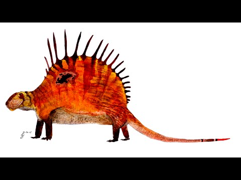 Paleo Profile - Dimetrodon