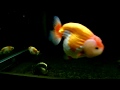 Bonmat's Goldfish 73