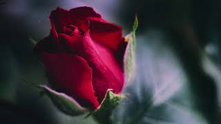 Sweet Jesus（Selah）〜Japanese ver.〜