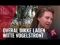Duizenden spreeuwen schijten buurt onder