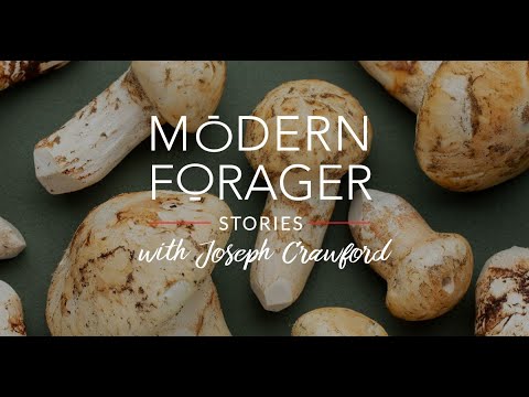 The Matsutake Mushroom - Finding, Cooking and Preserving